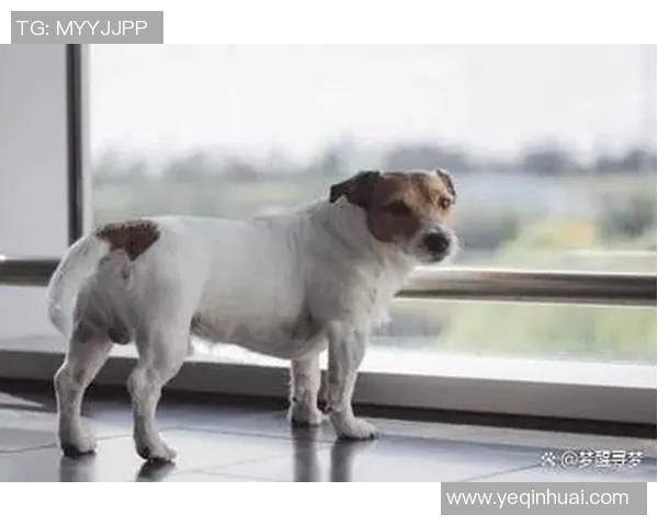 足球明星们的爱犬大揭秘：你不知道的明星与狗狗的温馨故事
